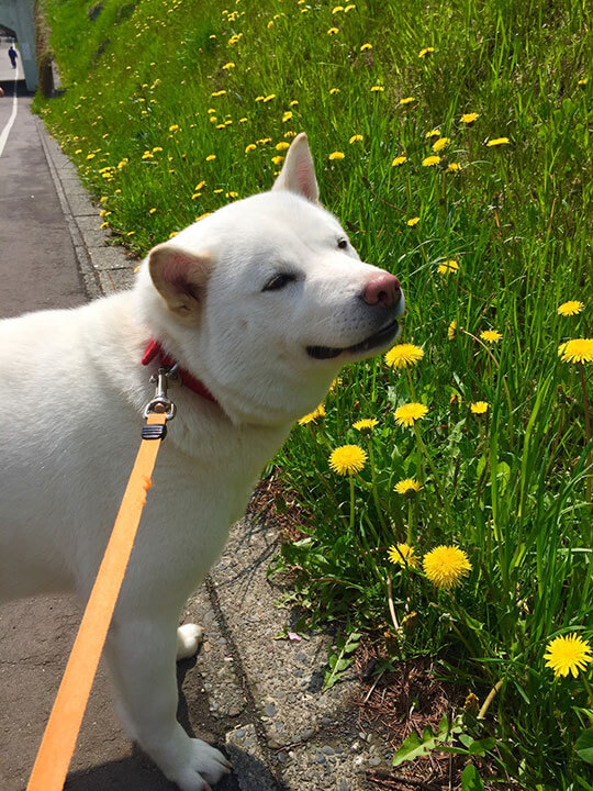日本犬の愛で方 第9回 山ちゃん 北海道犬 ファニマル Fanimal 日本犬の愛で方 第9回 山ちゃん 北海道犬 ファニマル Fanimal