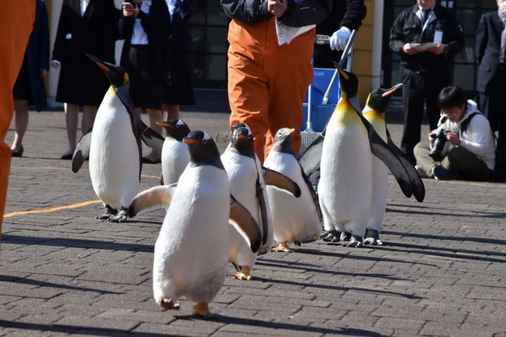 登別マリンパークニクス ペンギンパレード