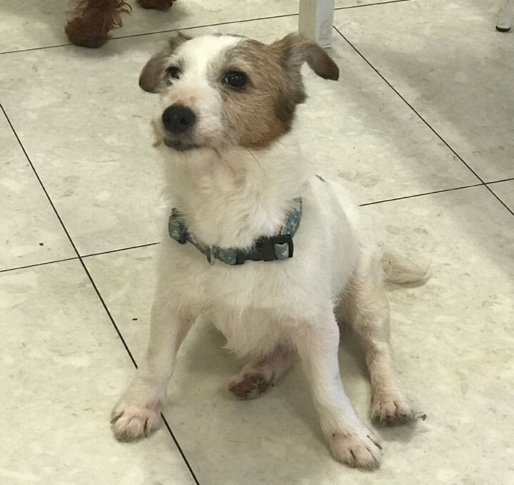 私がジャック ラッセル テリアを飼ってよかったと思うワケ ぴあ ファニマル Fanimal