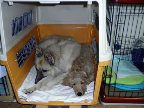 私がゴールデン ドゥードルを飼ってよかったと思うワケ ムック ファニマル Fanimal