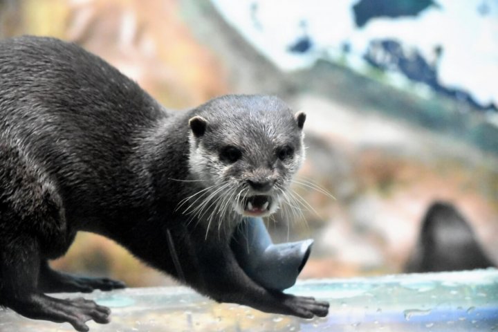 コツメカワウソ