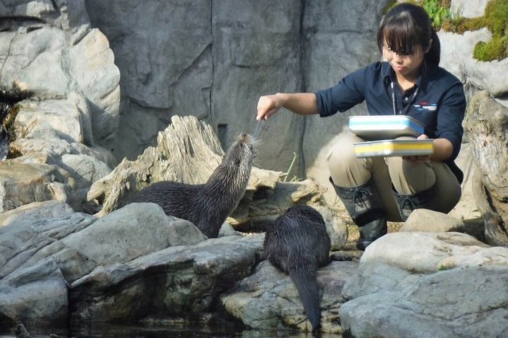 ユーラシアカワウソ