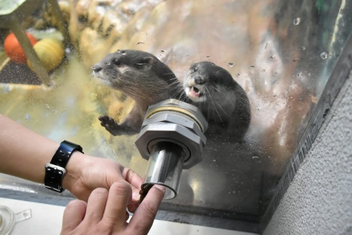 コツメカワウソ