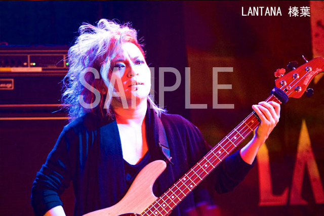 4114663-lantana_shinba