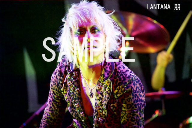4114673-lantana_tomo