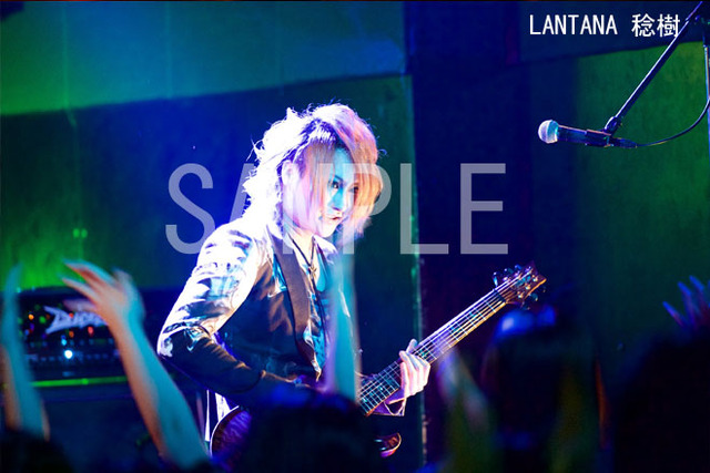 4114683-lantana_tosiki