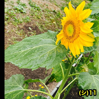4669003-phonto