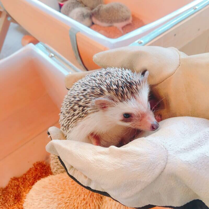 可愛い小動物に癒されて 原宿のオシャレカフェharryに潜入