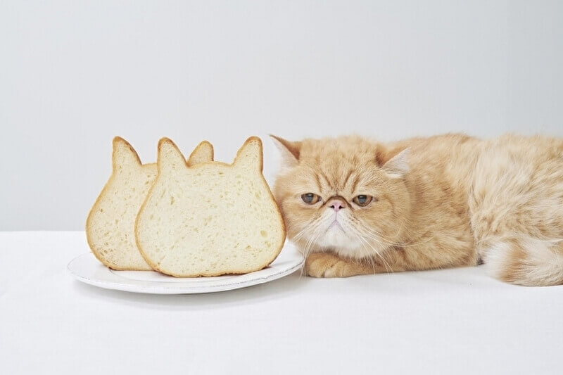 可愛いねこの形にキュンっ。話題の高級食パン専門店「ねこねこ食パン 