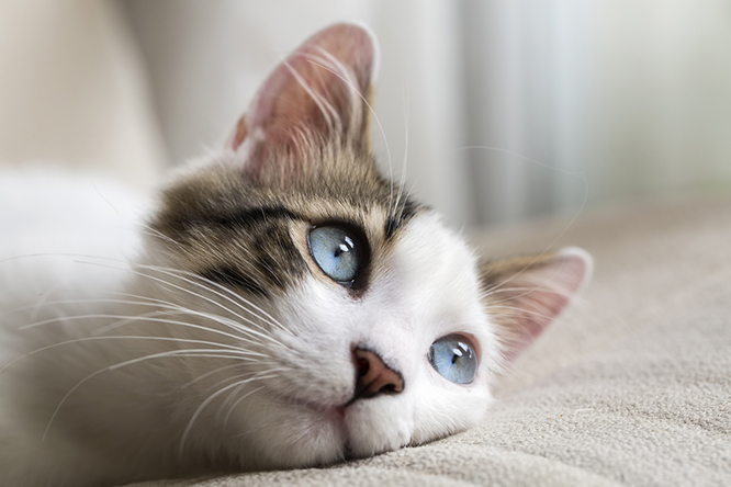 入居すると猫が付いてくる「猫付マンション」とは?