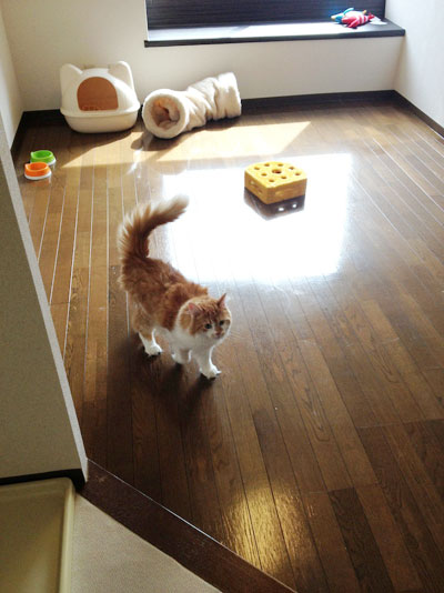 猫OK物件の不足と賃貸住宅の空室率問題