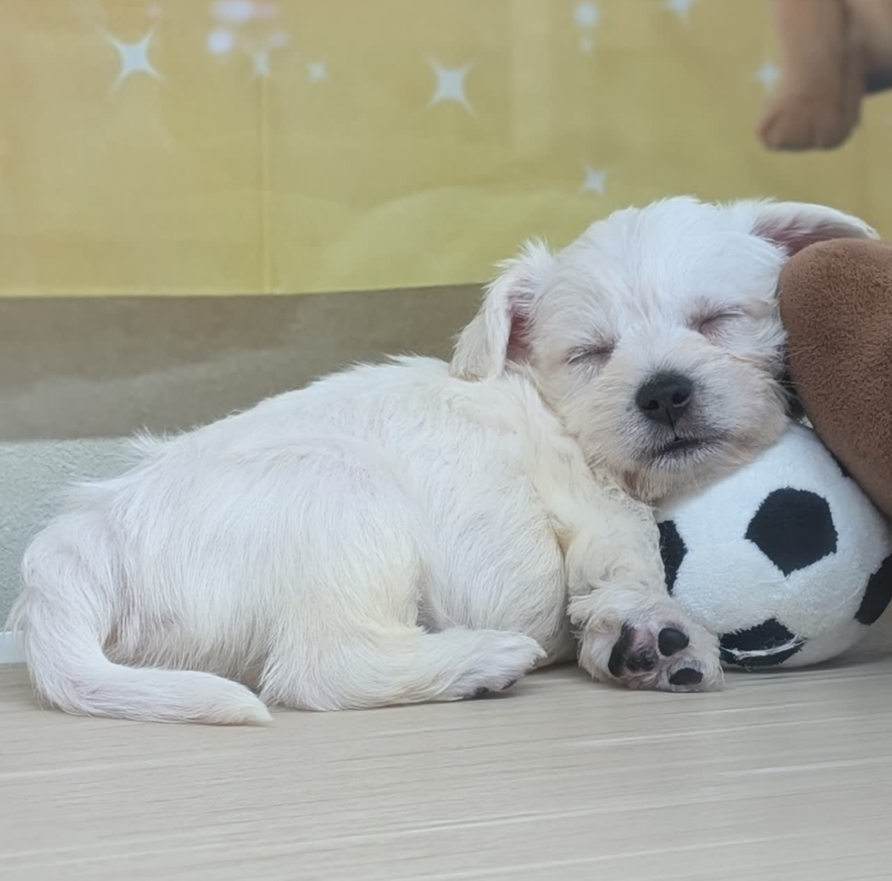 ペットショップスタッフの仕事