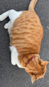 【スタッフブログ　山田】のアイキャッチ画像