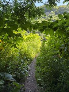 ここを越えると秘密の場所🌿☀️のアイキャッチ画像