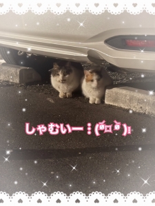 しゃむい🐱💦のアイキャッチ画像