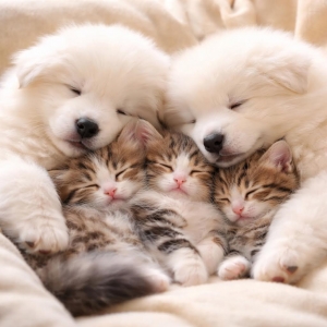 虹の橋を渡る前のわんちゃんねこちゃんについてのアイキャッチ画像