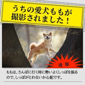 ​うちの愛犬ももが！！のアイキャッチ画像