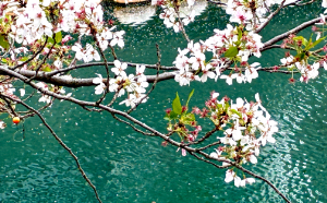 葉桜のアイキャッチ画像