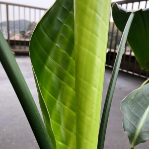 植物は、言葉を持たない。だからこそ、のアイキャッチ画像