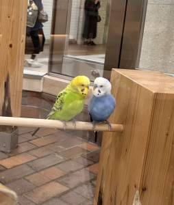 酉年なのに鳥が怖いのアイキャッチ画像