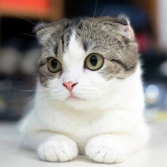 にゃんまるてんちょーさん
