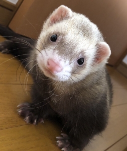 X【旧Twitter】もやってます＾＾のアイキャッチ画像