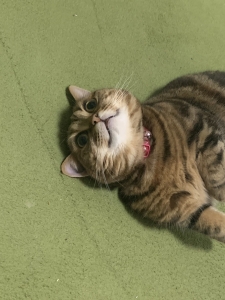 写メ日記ランキング~♪のアイキャッチ画像