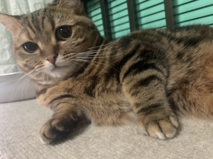 ピアスって大丈夫ですか?のアイキャッチ画像