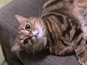 メンタル問題…のアイキャッチ画像