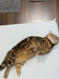 ティアラの早番稼げますよ★のアイキャッチ画像
