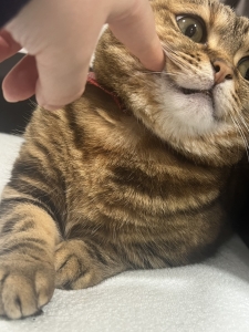 今日のラッキー♡のアイキャッチ画像