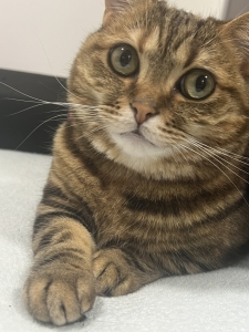 早番最強伝説！のアイキャッチ画像