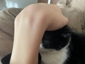 営業前、うちの猫に全部もってかれた話のアイキャッチ画像