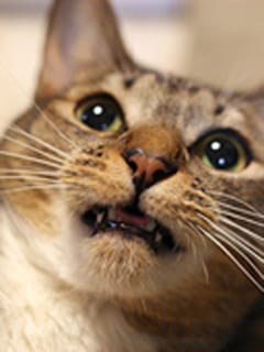 すけさん