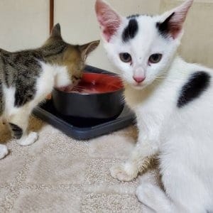 ★出勤編★ 2026-07-18 01:42:38 | Last Game店長ブログ