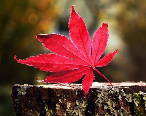 生理になった時はどうすればいい？ 10:19 - 2026年08月12日 | こあくまな熟女たち広島店(KOAKUMAグループ)店長ブログ