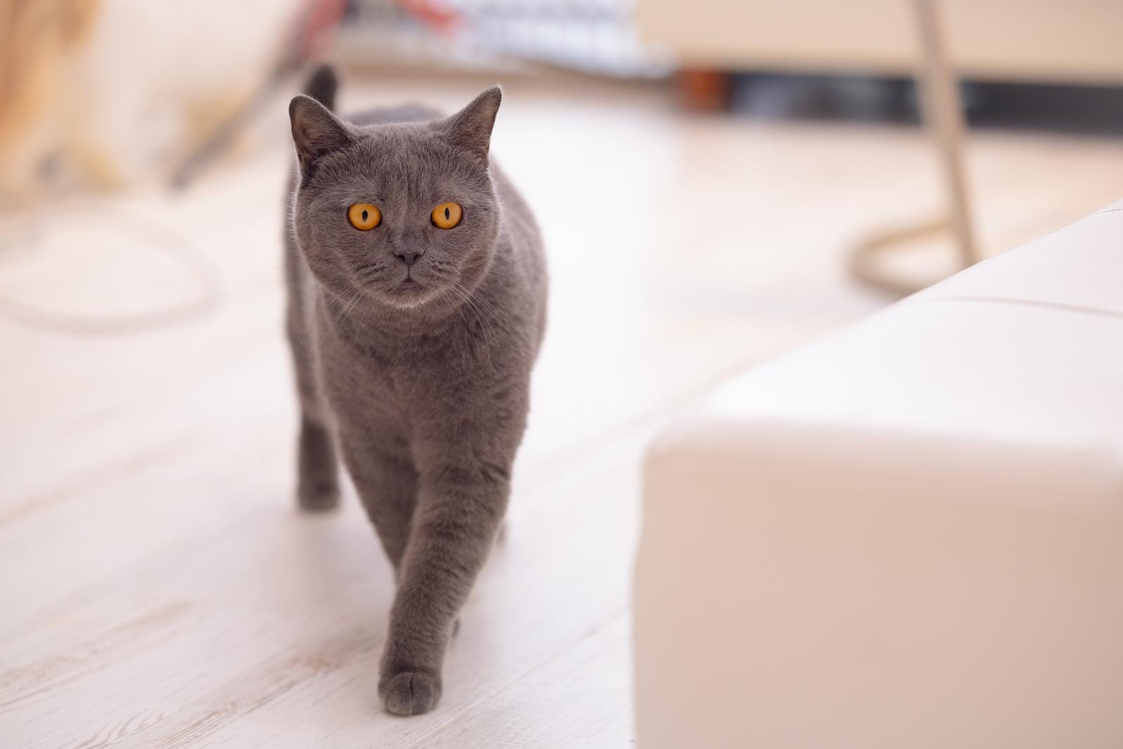 容姿やスタイルについて 2025-12-09 21:01:13 | 渋谷風俗 奥様発情の会店長ブログ