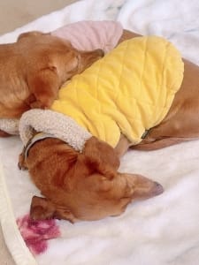 即日入寮可能！貸出衣装類あります✨ 2026-08-09 22:04:56 | -NEO-皇帝別館店長ブログ