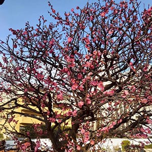 片番6万円以上可能！！安心安定の当店で働きませんか？？ 2026-03-11 11:21:23 | コウテイ店長ブログ