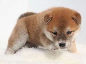 Q&A　あなたの不安にお答えいたします♪ 2026-02-12 13:37:17 | ドルチェ店長ブログ