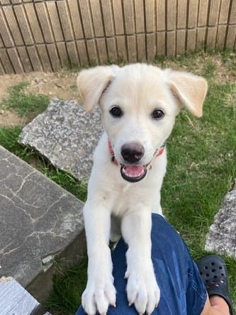 ココアからの応募 2025-10-22 18:34:02 | スッキリ商事店長ブログ