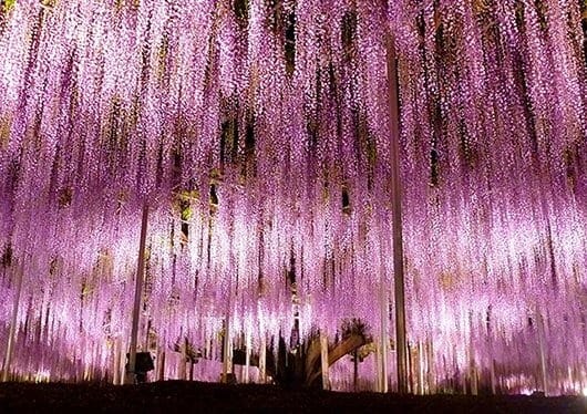 はじめてでも大丈夫？ 不安な気持ちに寄り添います✨ 2026-04-17 11:10:37 | Aroma Zipper（アロマジッパー）店長ブログ