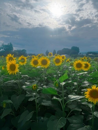 今年の夏の思い出を教えてください！ 2026-09-10 17:05:27 | ハンドメイド店長ブログ