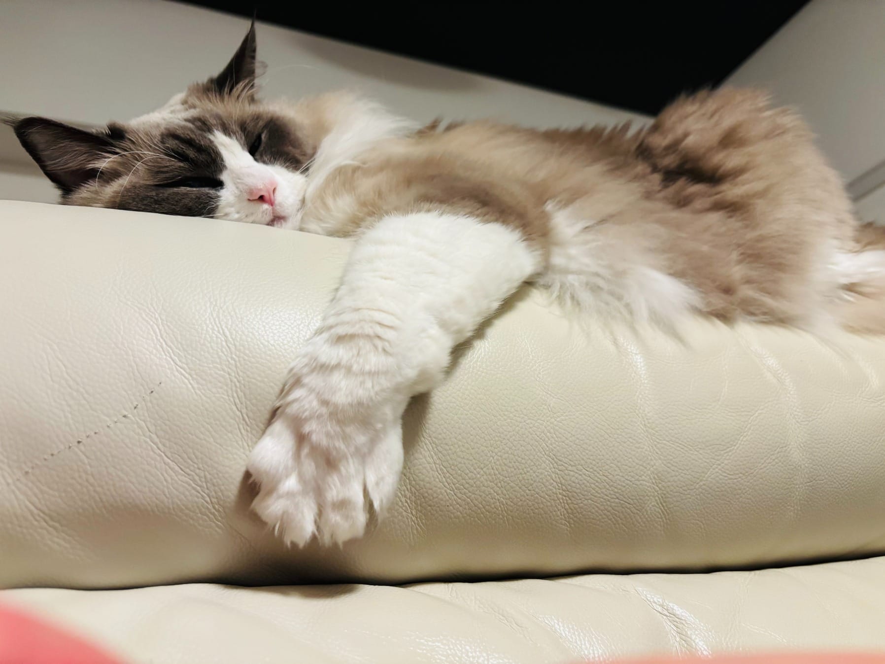 2026年爆売れ御礼！オーナー猫るくおが贈る、新ルーム増設＆美女30名採用の舞台裏にゃ！ 2026-02-12 20:01:06 | 大人のごほうび店長ブログ