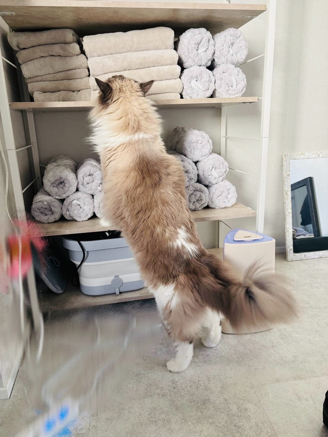 【るくお店長日記】満員御礼！猫の手も借りたいほど稼げる理由 2026-02-12 21:01:19 | 大人のごほうび店長ブログ