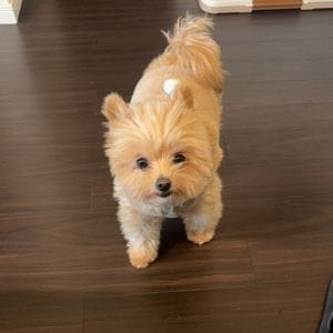 可愛い来客です♡ 2026-02-01 17:38:56 | MILK BOY店長ブログ