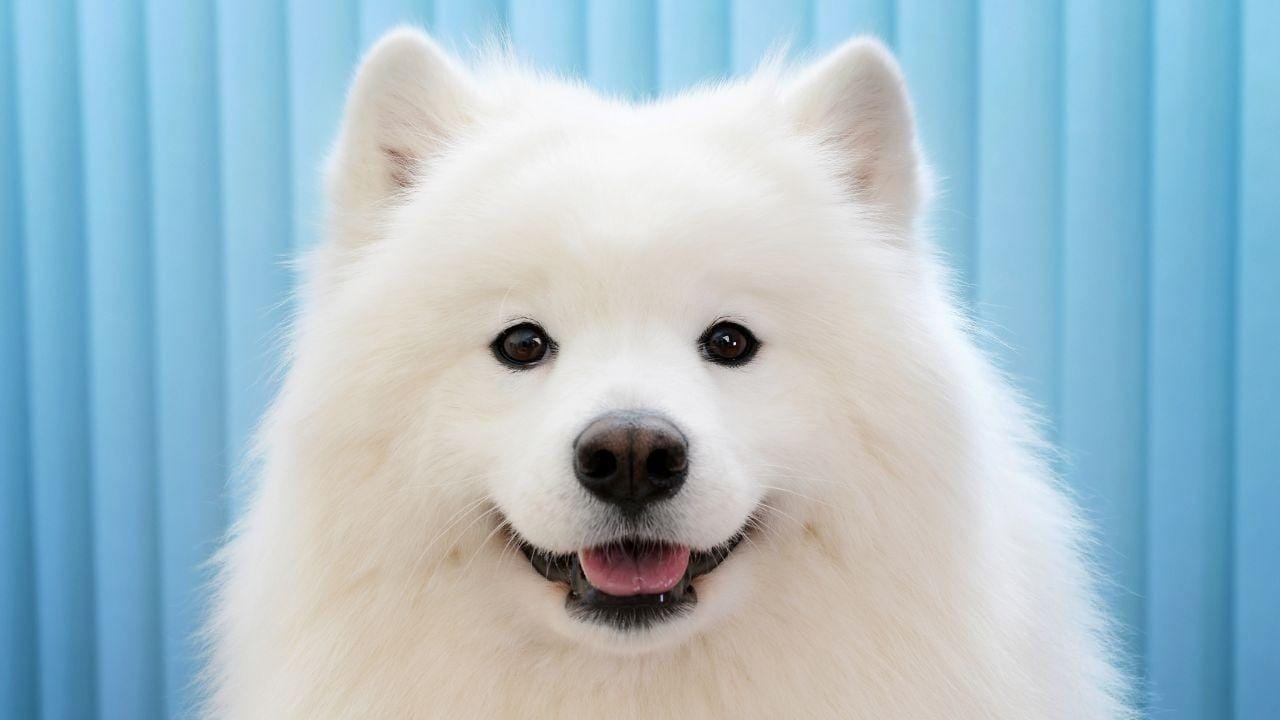 昼の顔はそのままに。夜の数時間で、財布に「魔法」をかける。 2026-02-11 09:28:27 | athena(アテナ)店長ブログ