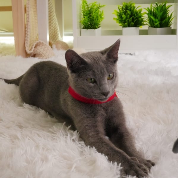 看板猫の「えびす」だにゃ！ 2026-04-17 06:48:24 | 2980円店長ブログ