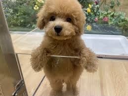 【人間関係ストレス0】ギスギスした派閥、お局様…そんなの、うちには存在しません 2026-02-10 18:23:36 | 2度目の保育園店長ブログ