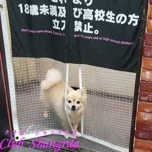 【大募集】朝～昼間がメインの店【シングルマザー大歓迎】 2026-08-10 06:17:18 | クラブシャングリラ店長ブログ
